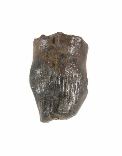 Thescelosaurus Tooth - Montana #40767